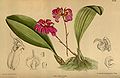 Bulbophyllum corolliferum (as syn. Cirrhopetalum concinnum var. purpurea) plate 8668 in: Curtis's Bot. Magazine (Orchidaceae), vol. 142, (1916)