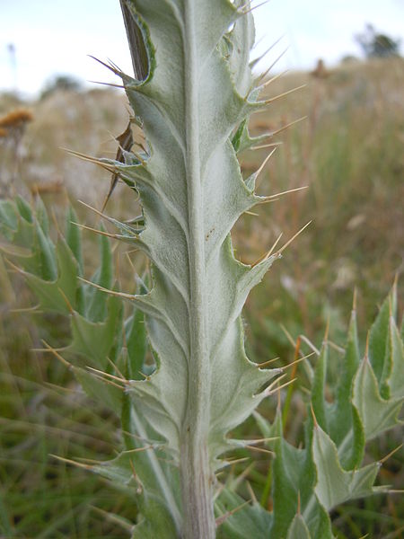 File:Cirsium undulatum (4990345325).jpg