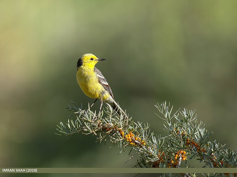 File:Citrine Wagtail (Motacilla citreola) (42986461915).jpg