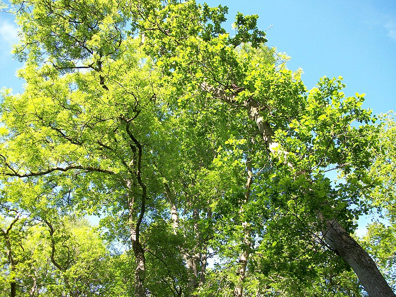 File:Cleghorn Glen 20 June 2010 (86).JPG