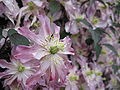 Clematis montana 'Rosebud'