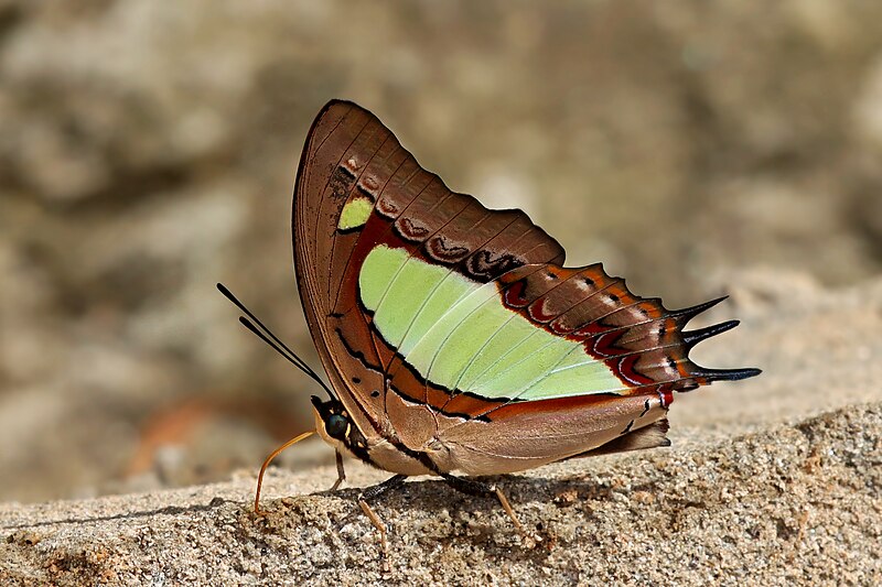 File:Close wing moisture sucking of Charaxes bharata C. & R. Felder, (1867) – Indian Nawab WLB IMG 2653.jpg