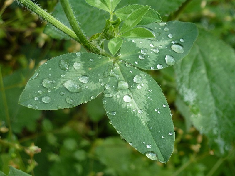 File:Clover Leaf After Rain.jpg