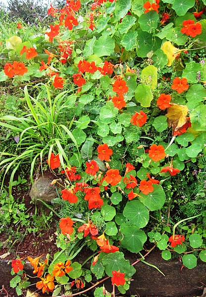 File:Clump of nasturtians in Portela - Apr 2013.jpg