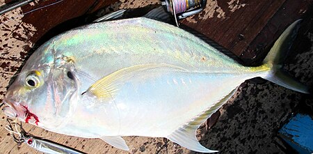 Coastal trevally Bali.jpg