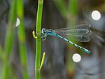 Coenagrion ornatum – Männchen