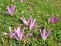 Colchicum montanum