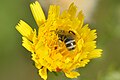 Colletes similis Schenck,1853