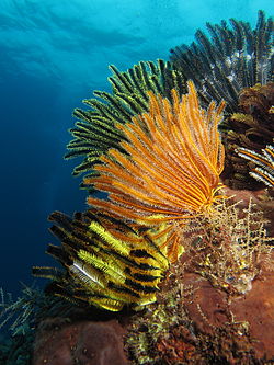 Crinoidi colorati nelle acque poco profonde di Gili Lawa Laut.JPG