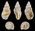 * Nomination Shell of a Whelk, Cominella tasmanica --Llez 06:48, 28 May 2021 (UTC) * Promotion  Support Good quality. --George Chernilevsky 06:51, 28 May 2021 (UTC)