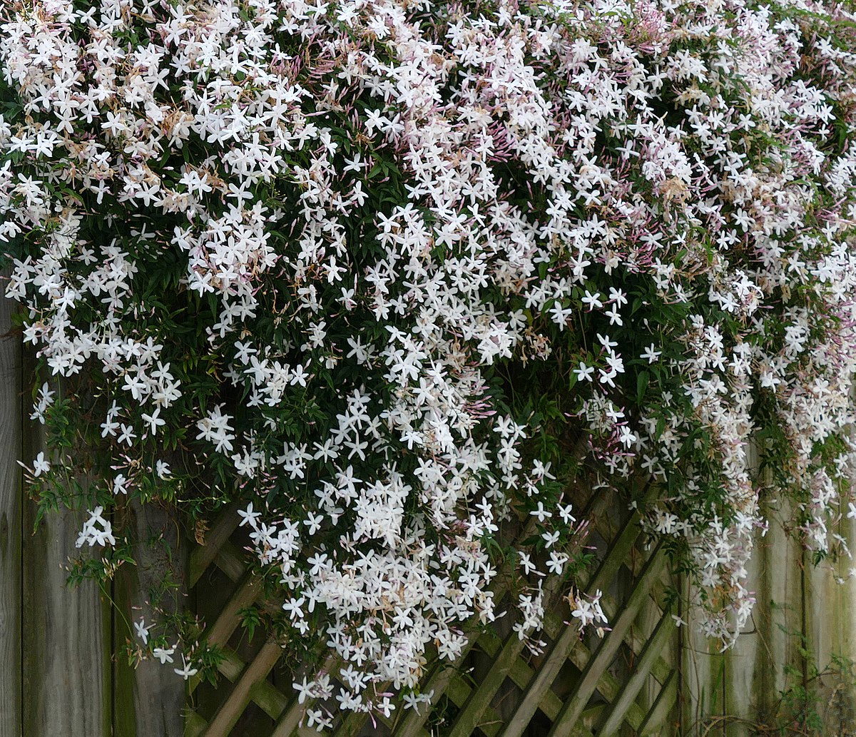 Italian jasmine, plant