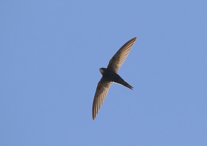 a sommon swift flying