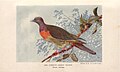 Common green pigeon (pink-necked green pigeon; Treron vernans) from The Birds of Singapore Island (1927).jpg