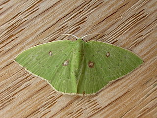 <i>Comostola leucomerata</i> Species of moth