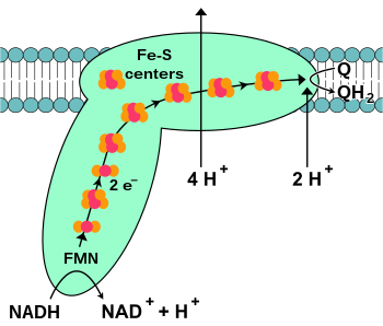Dalam rantai transfer elektron setiap 1 molekul nadh akan menghasilkan