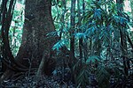 Thumbnail for File:Complex notophyll vine forest understorey Mt Tamborine Queensland 1980s IMG 0020 (6).jpg