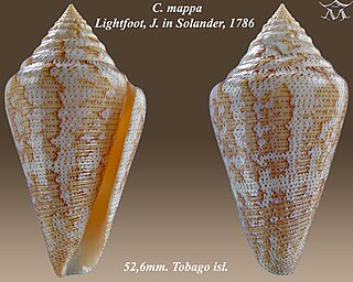 <i>Conus mappa</i> species of mollusc