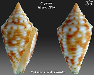 <i>Conasprella jaspidea pealii</i> species of mollusc