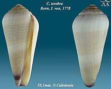 Conus terebra 1.jpg