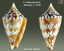 Conus wakayamaensis 2.jpg