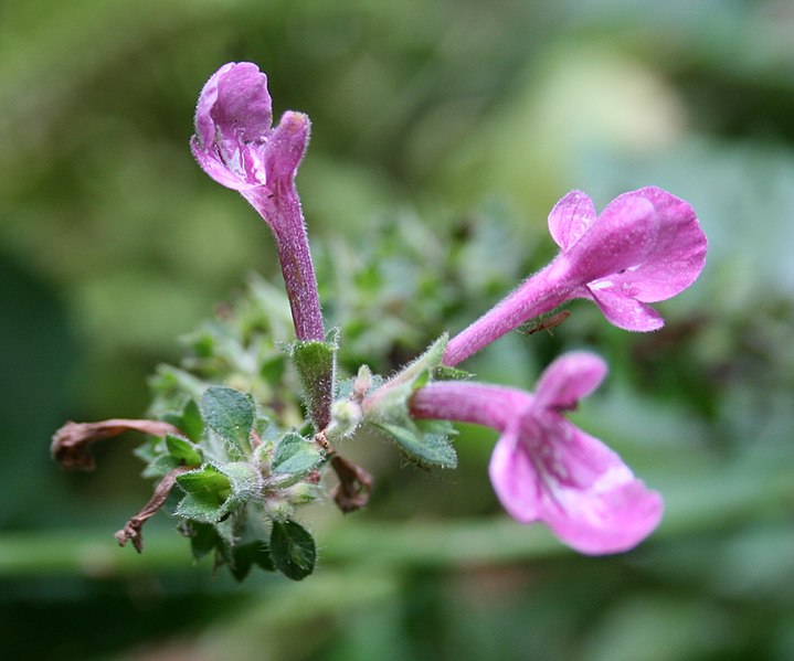 File:Cooley’s Hedge Nettle.jpg