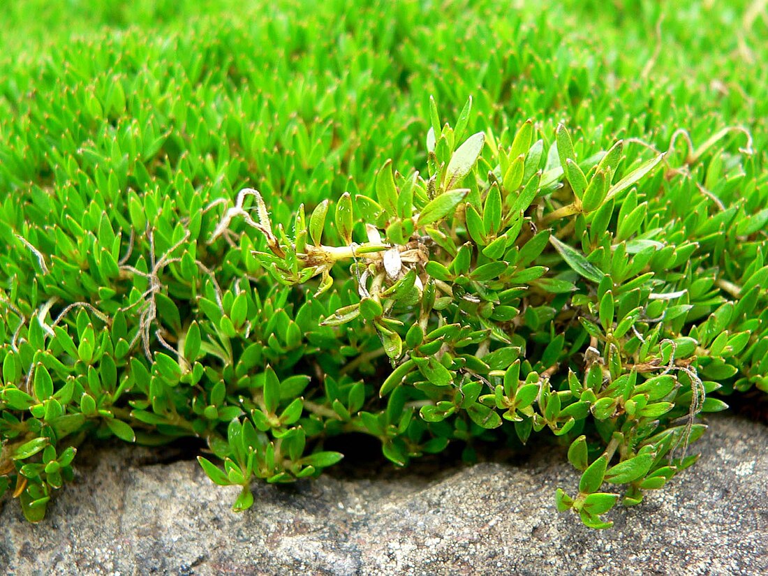 Coprosma