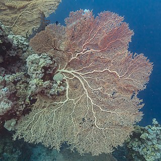 <i>Annella mollis</i> Species of coral