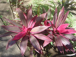 Cordyline fruticosa cultivated form, one of the many varieties that are also suitable as houseplant