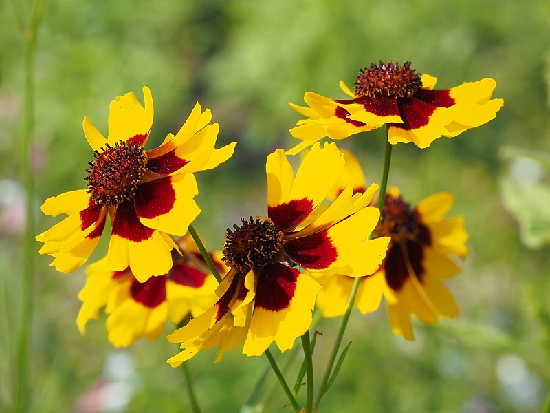 File:Coreopsis P8022391.jpg