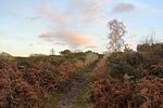 Thumbnail for Corfe Barrows Nature Park