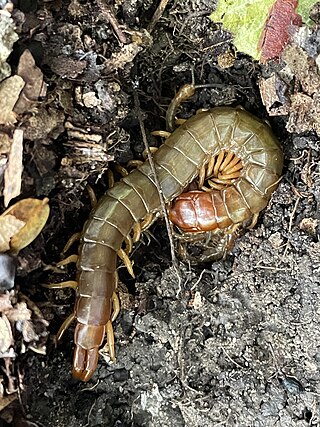 <i>Cormocephalus brachyceras</i> Species of centipede