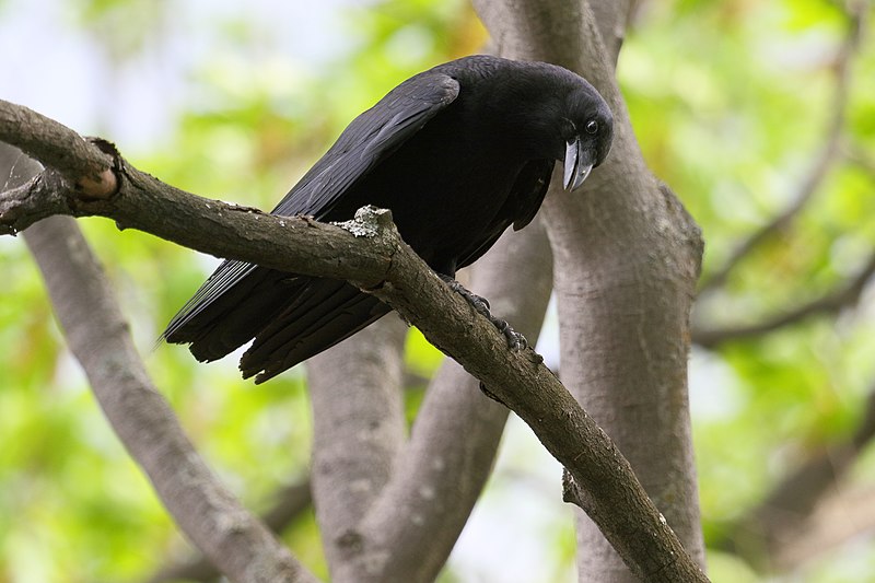 File:Corvus brachyrhynchos UL 04.jpg