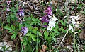 Hohler Lerchensporn (Corydalis cava)