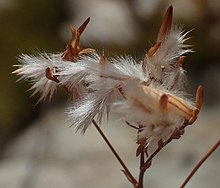 Corymbium has unusual long cypselae covered in very long hairs Corymbium seeds vBerkel.jpg