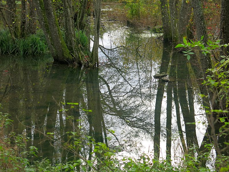 File:Cossonay-L'Isle - Étang du Sépey 68.jpg