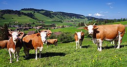 Dairy cows in the Emmental region Cow Herd.jpg