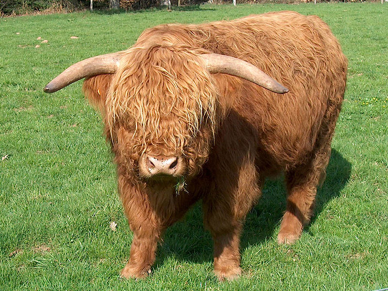 File:Cow highland cattle.jpg