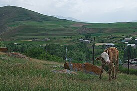 Cow on Hillside over Uyts.jpg