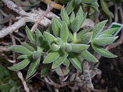 Crassula hirtipes ✓