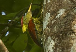 Crimson-winged Woodpecker - Thailand H8O6941 (16222876028) (cropped).jpg