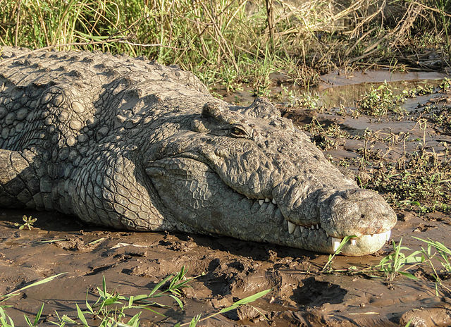 Un crocodile du Nil (Crocodylus niloticus), crocodilien africain.\n (définition réelle 3 456 × 2 504)