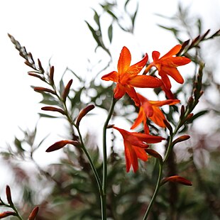 Havemontbretia i blomst Foto: C. T. Johansson