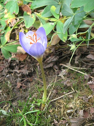 <i>Crocus pulchellus</i> Species of flowering plant in the family Iridaceae
