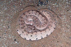 Kuvaus Crotalus.cerastes.jpg-kuvasta.