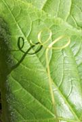 A tendril emerges from cucumber vines to facilitate climbing
