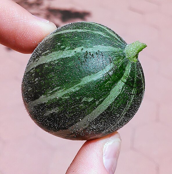 File:Cucurbita foetidissima, gourd close up.jpg