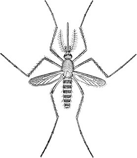 <i>Culex territans</i> Species of fly