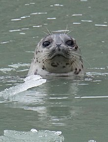 Uma foca nadando