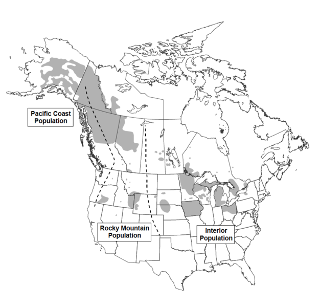 File:Current (2010) Summer Range of Trumpeter Swan USFWS.png