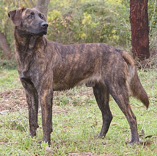 <span class="mw-page-title-main">Corsican Dog</span> French breed of dog